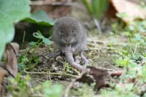 Comment se débarrasser des campagnols au jardin ?