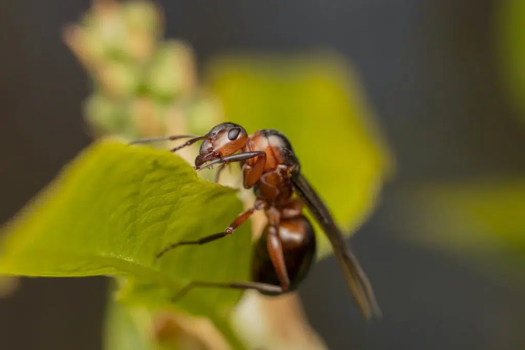 Termites volants : comment savoir si l'on a des termites ?