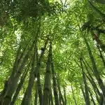 5 raisons pour lesquelles vous devriez avoir des bambous à la maison !