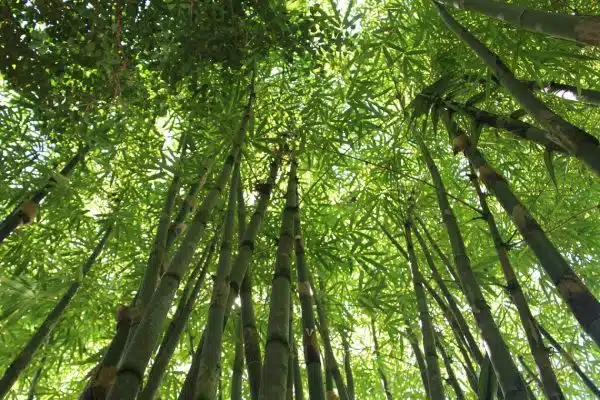 5 raisons pour lesquelles vous devriez avoir des bambous à la maison !