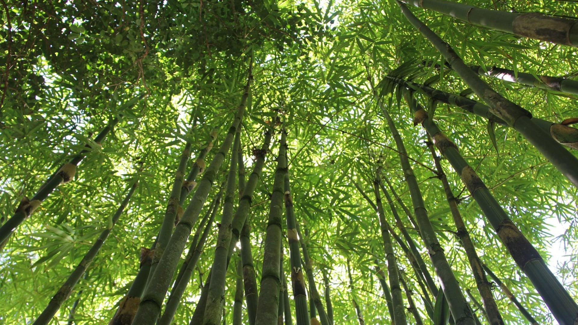 5 raisons pour lesquelles vous devriez avoir des bambous à la maison !