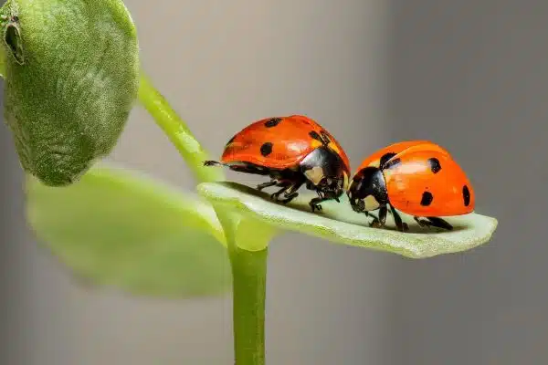 Pourquoi mettre un hôtel à insectes chez soi ?