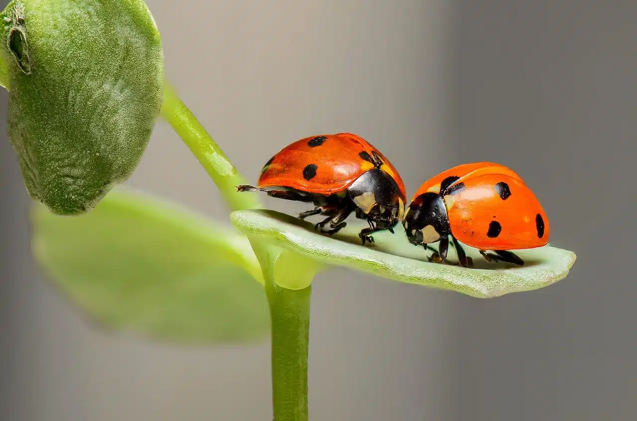 Pourquoi mettre un hôtel à insectes chez soi ?