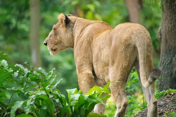 Les bienfaits du papier peint jungle animaux sur votre bien-être et votre humeur