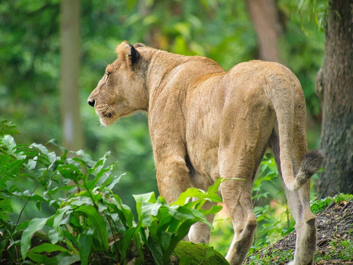 Les bienfaits du papier peint jungle animaux sur votre bien-être et votre humeur