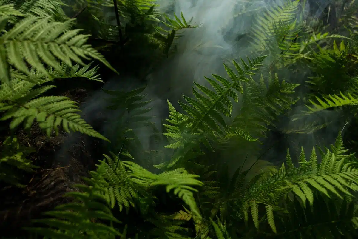 Les avantages des papiers peints jungle écologiques pour une décoration responsable