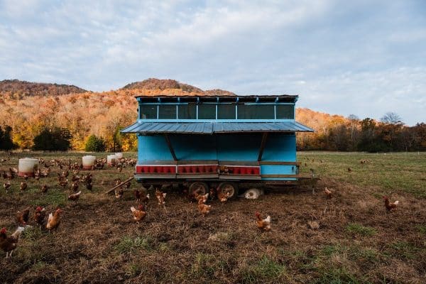 Comment éviter les pies dans le poulailler : astuces et conseils pratiques.