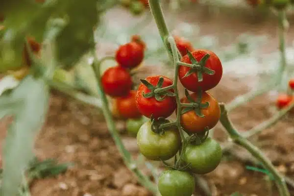 Cultiver la tomate : suivez le processus de floraison et de transformation en tomate !