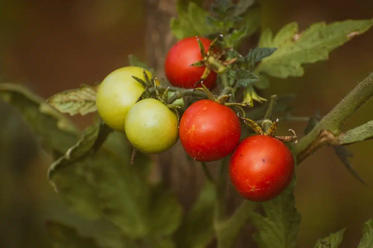 tomate floraison