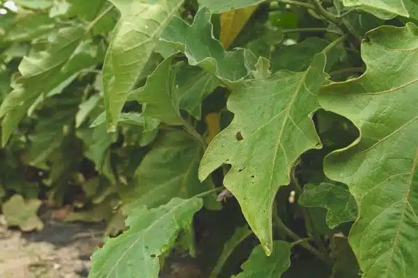 Tâches blanches sur les feuilles de tomate : comment éliminer l’oïdium de façon naturelle ?