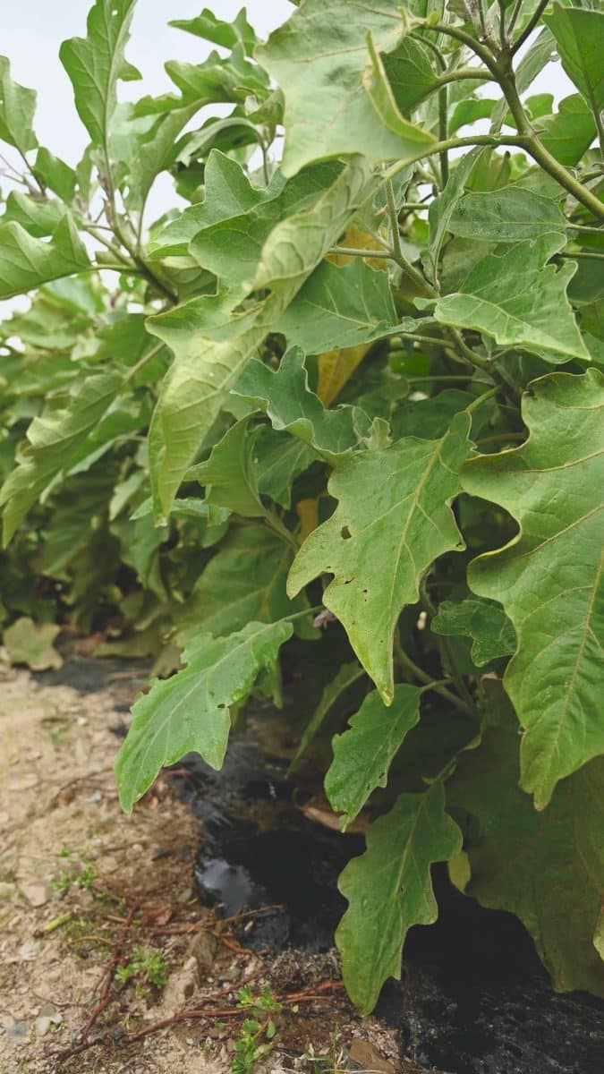 Tâches blanches sur les feuilles de tomate : comment éliminer l’oïdium de façon naturelle ?