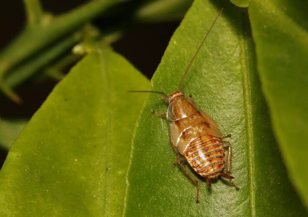 Différence cafard et cafard de jardin