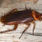 Différence cafard et cafard de jardin