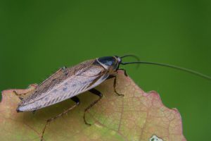 Cafard de jardin : comment s’en débarrasser ?