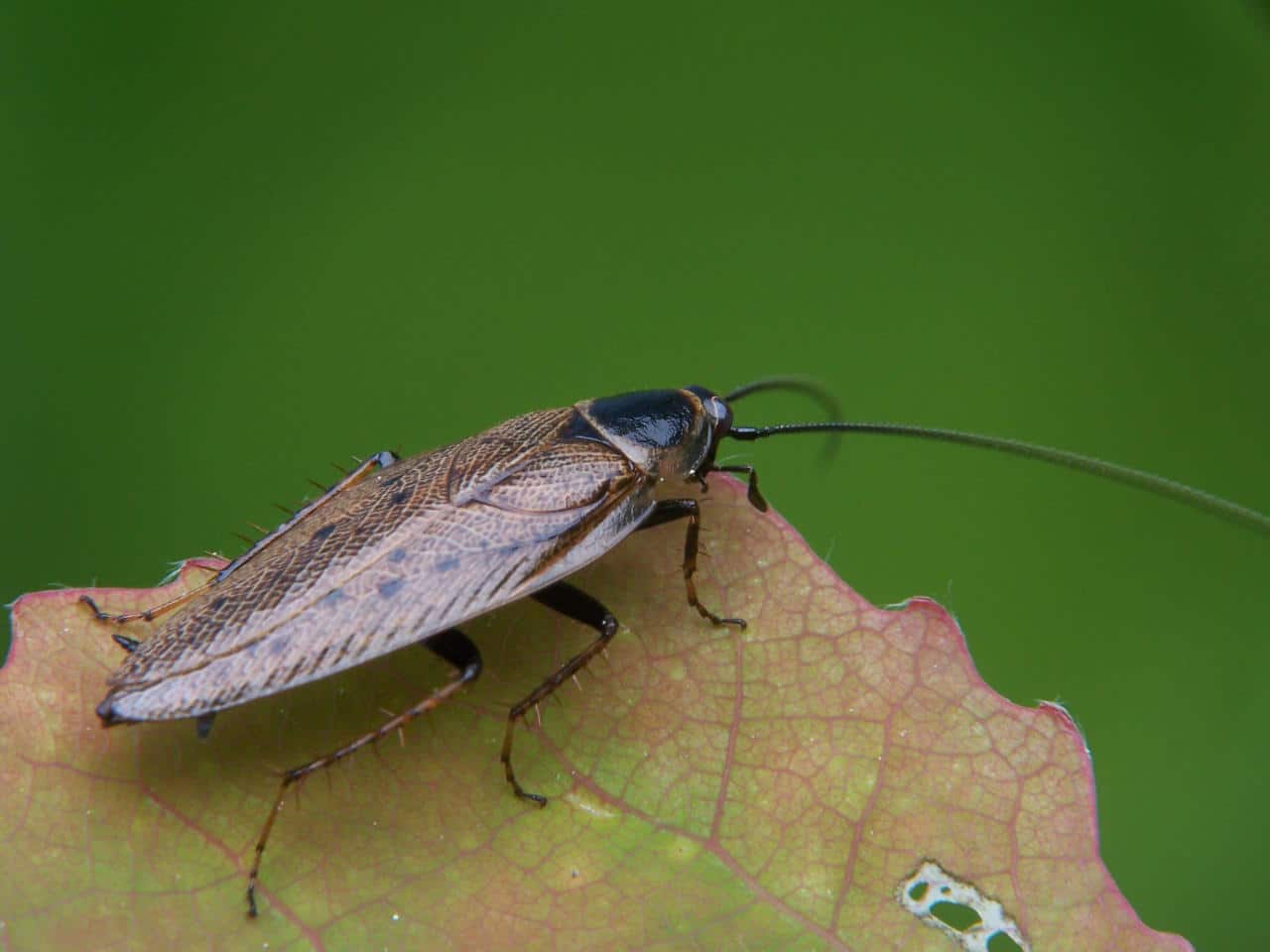 Cafard de jardin : comment s’en débarrasser ?