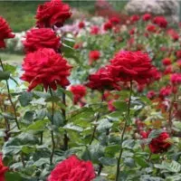 Comment prendre soin des roses ?