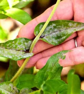 Comment traiter son jardin contre la moisissure ?