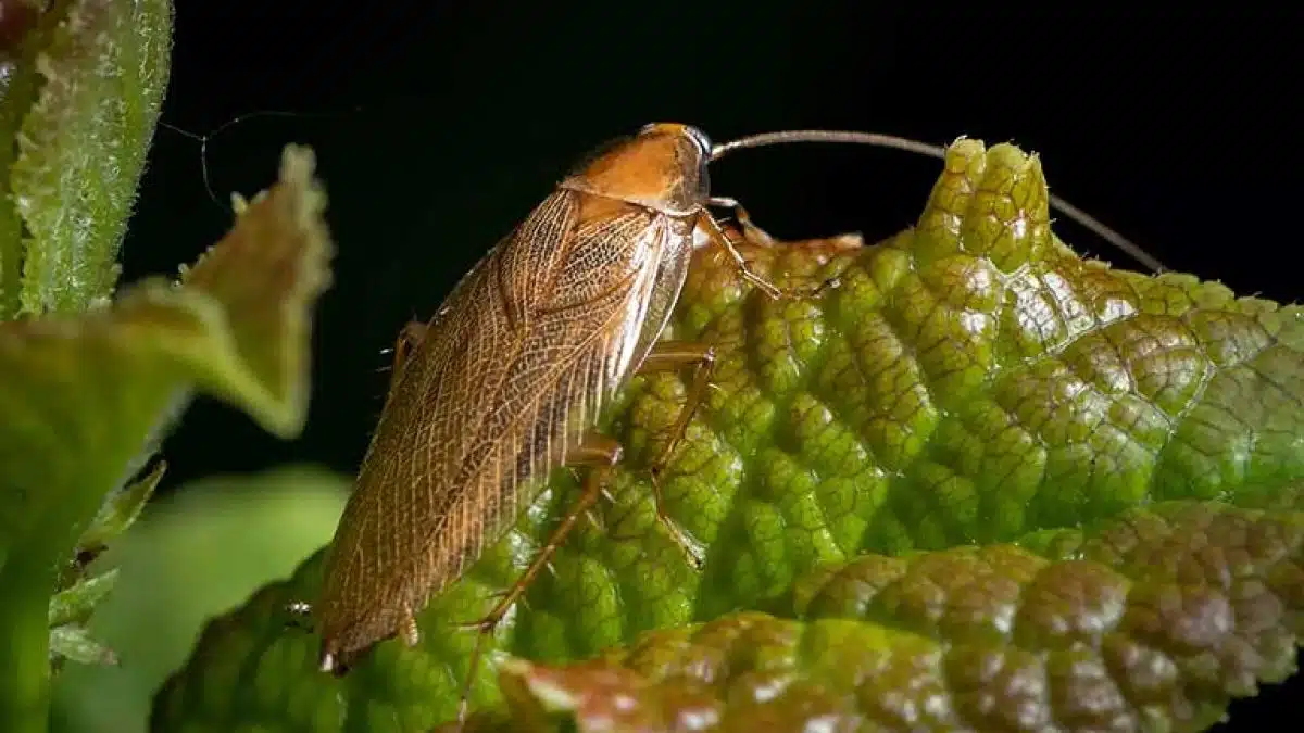 Pourquoi les blattes de jardin rentre dans la maison