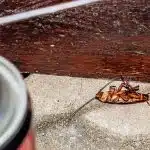 Pourquoi les blattes de jardin rentre dans la maison