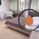 Annecy : solutions professionnelles pour un intérieur sans punaises de lit