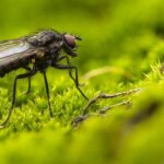 Astuces pour en finir avec les vers de la cerise