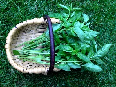 Comment utiliser le basilic séché ?