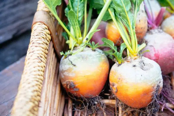 Lors de la plantation de légumes ?