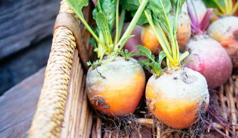 Lors de la plantation de légumes ?