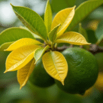 Raisin de branche de citronnier avec feuilles jaunies et citrons verts en arrière-plan