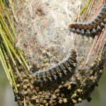 Comment se débarrasser des chenilles processionnaires ?