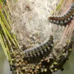 Comment se débarrasser des chenilles processionnaires ?