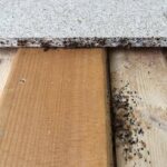 identifier les punaises des bois