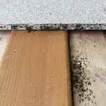 identifier les punaises des bois