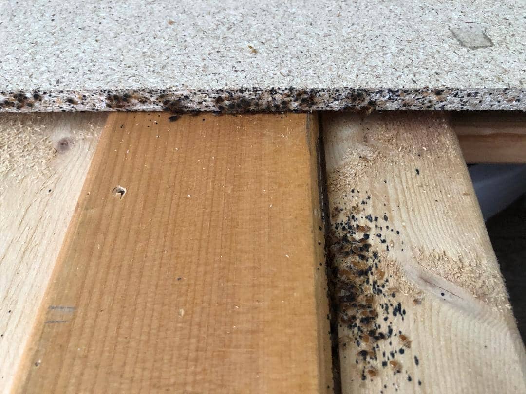Détecter et identifier les punaises des bois