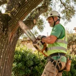Élagueur professionnel en harnais grimpant dans un chêne pour un élagage en hauteur à La Crau