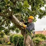 Élagueur professionnel en hauteur dans un arbre à Royan avec harnais et tronçonneuse