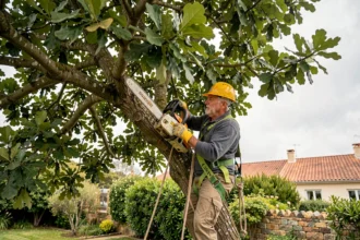 Élagueur professionnel en hauteur dans un arbre à Royan avec harnais et tronçonneuse