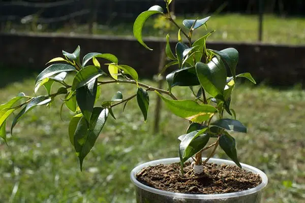 Comment savoir si mon ficus manque d’eau ?