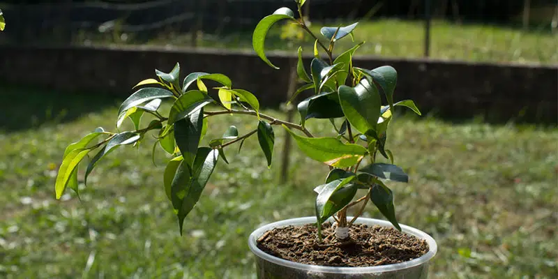 Comment savoir si mon ficus manque d’eau ?