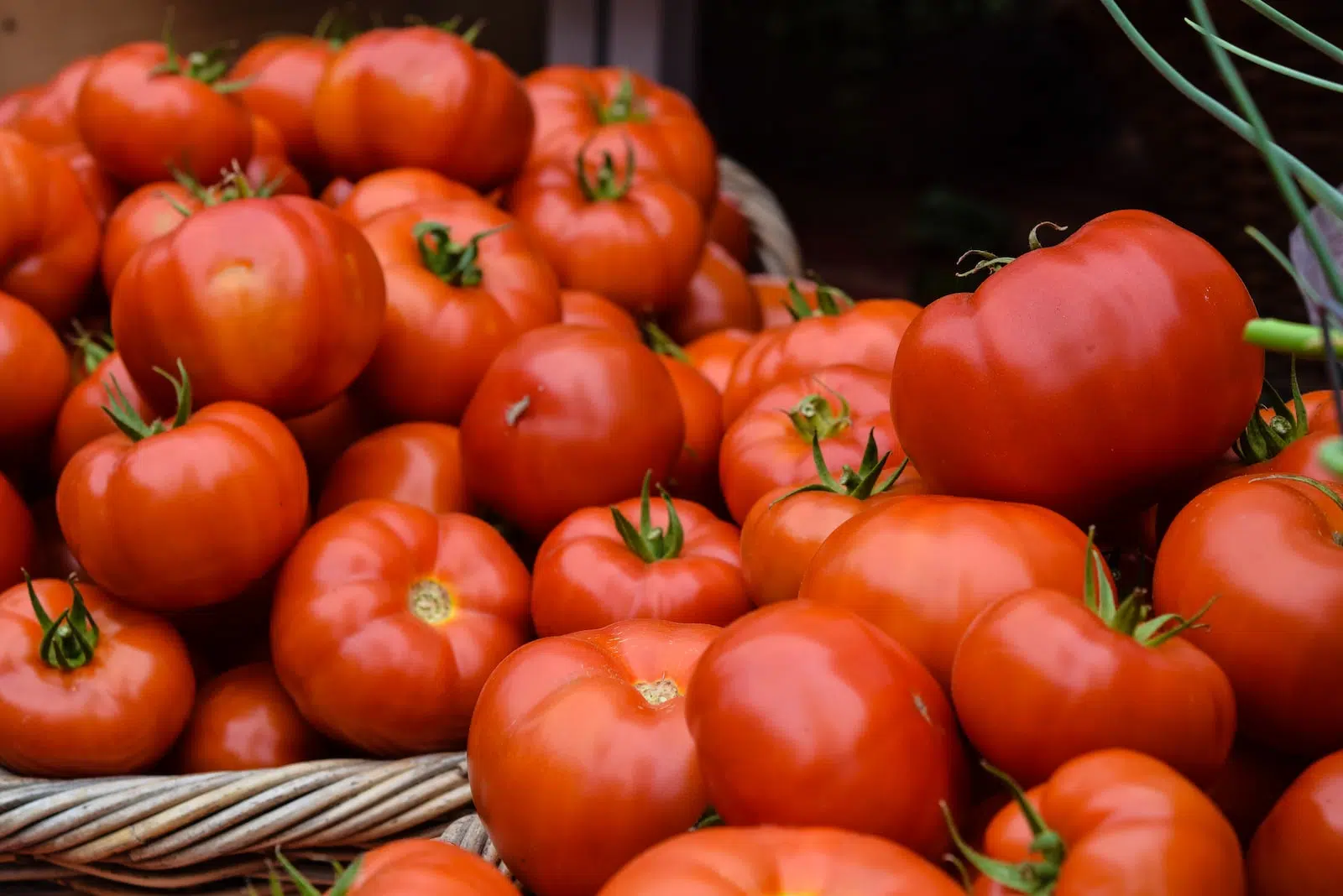 Quand et comment planter des tomates ?