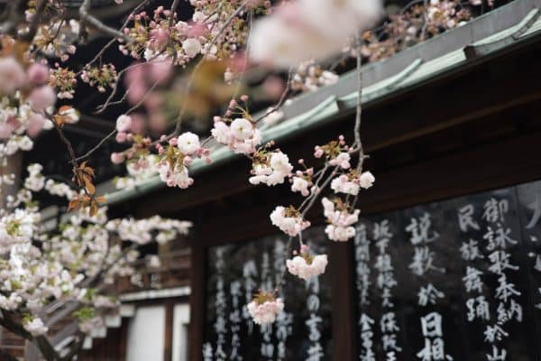 Cerisier du japon : comment le choisir, le planter et l’entretenir