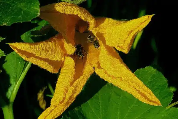 6 raisons pour lesquelles vos feuilles de courgettes jaunissent et comment les résoudre