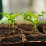 Installez une serre pour avoir un potager toute l'année !