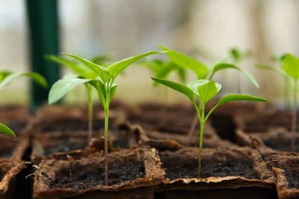 Installez une serre pour avoir un potager toute l’année !