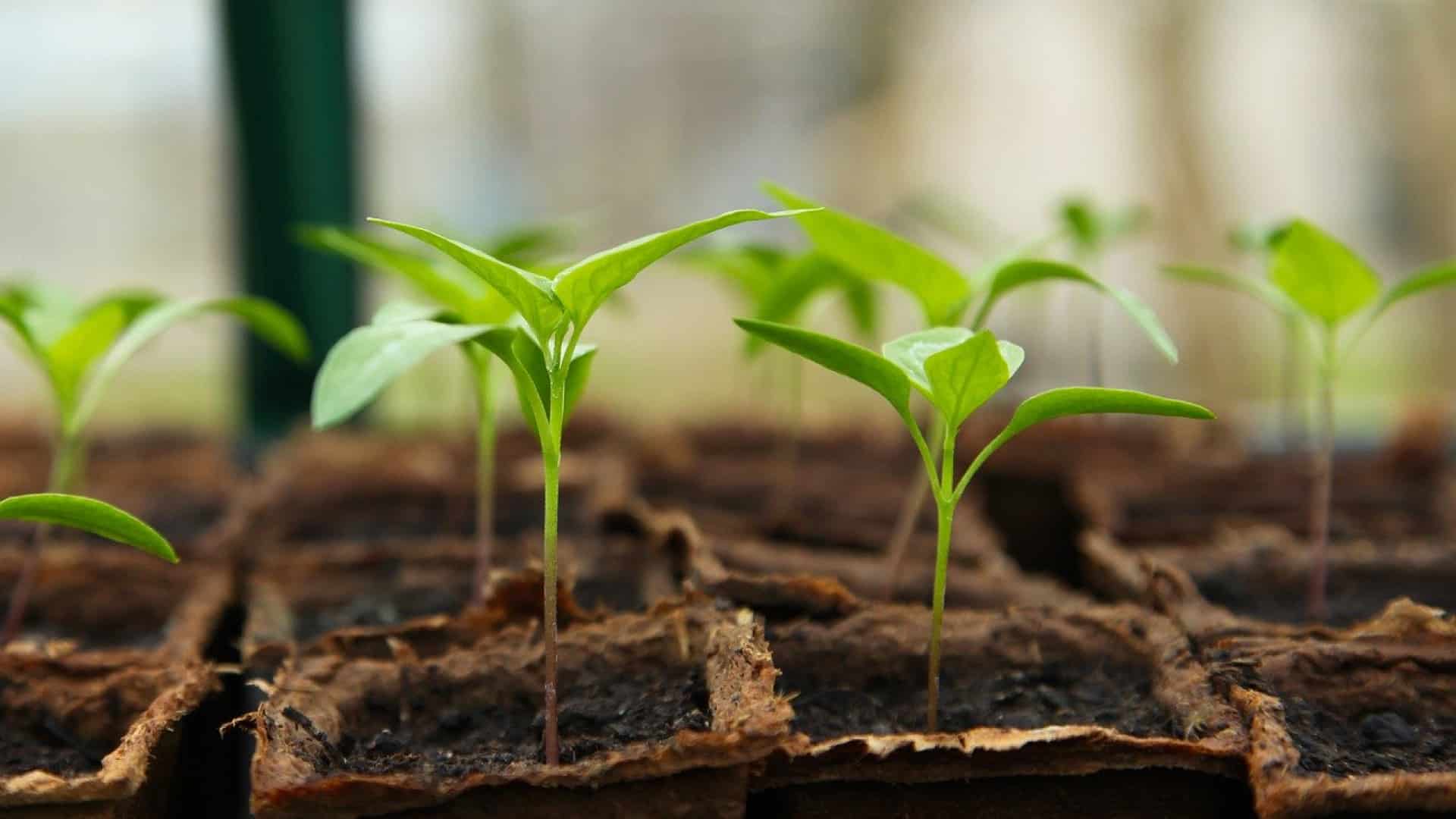 Installez une serre pour avoir un potager toute l’année !