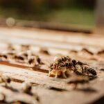 Termites volants : comment savoir si l'on a des termites ?