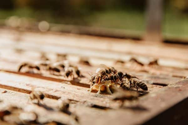 Termites volants : comment savoir si l’on a des termites ?