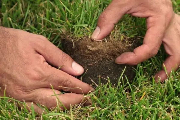 Qu’est-ce que le feutre racinaire et comment protéger sa pelouse ?