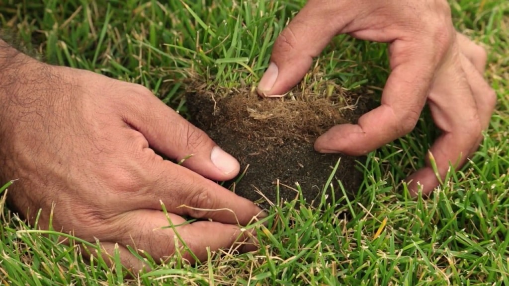Qu’est-ce que le feutre racinaire et comment protéger sa pelouse ?