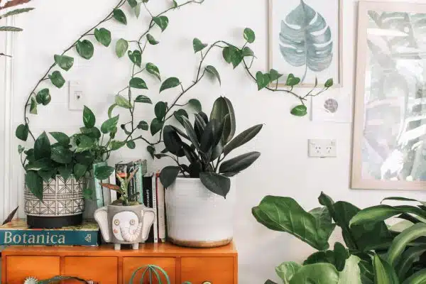 Comment créer une alliance de style avec des plantes et son intérieur ?